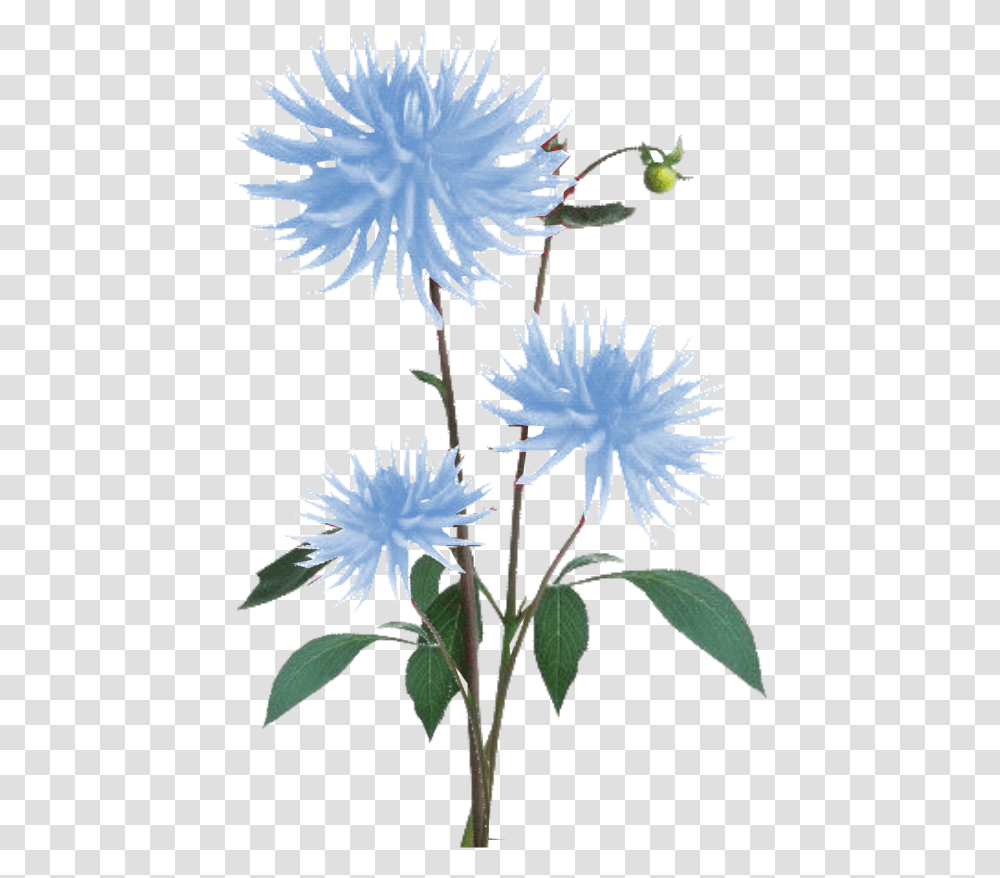 Blue Texture, Plant, Flower, Blossom, Acanthaceae Transparent Png