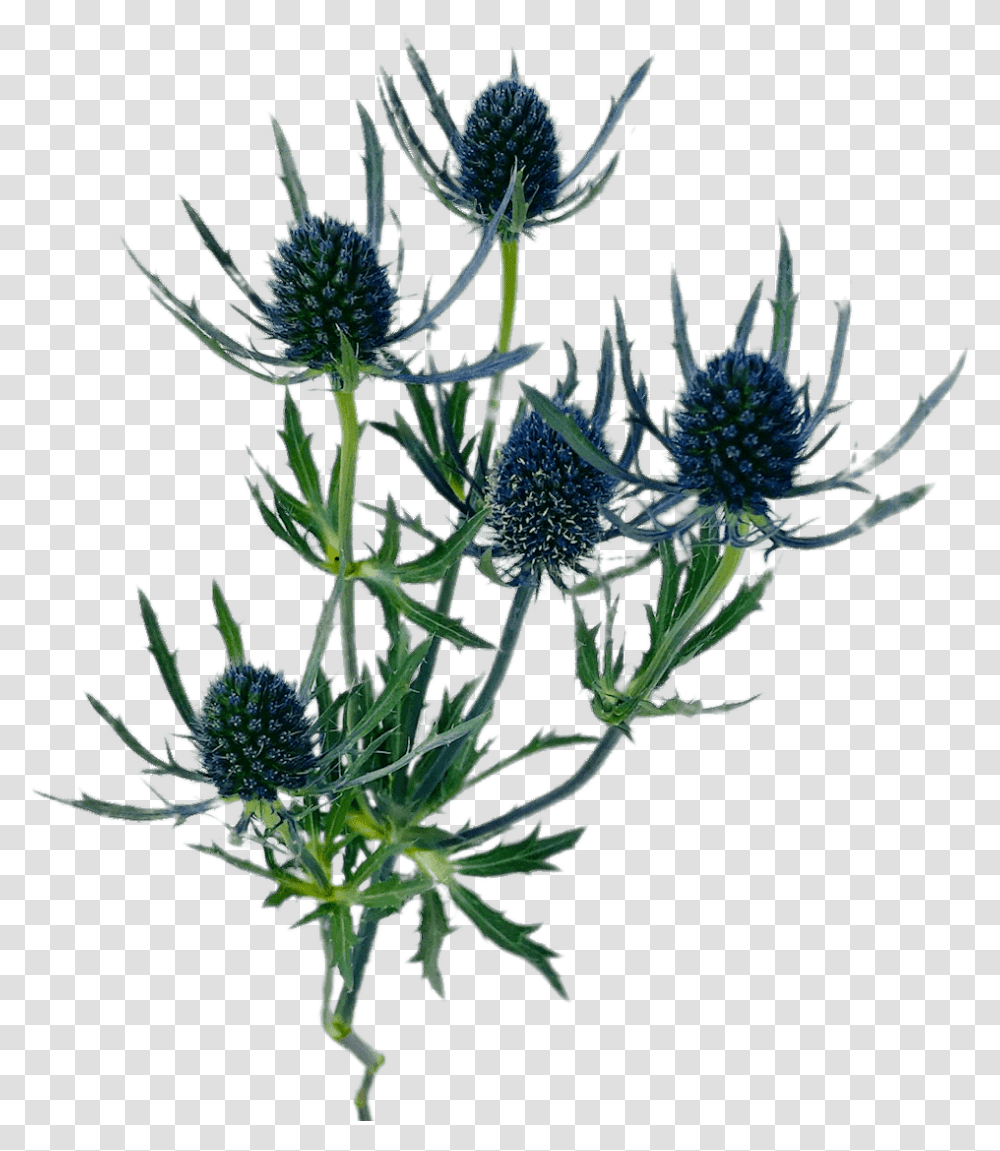 Blue Thistle Blue Thistle, Plant, Flower, Blossom, Apiaceae Transparent Png