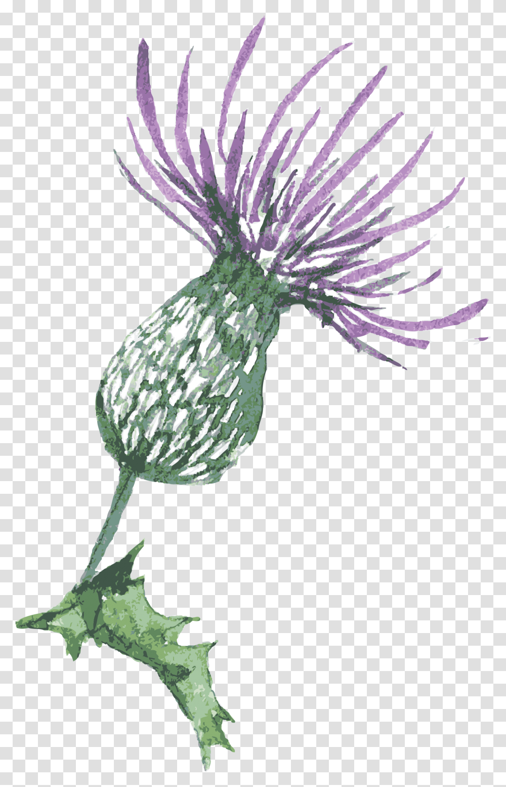 Blue Thistle Flowers Background Thistle Watercolor, Plant, Anther, Bird, Animal Transparent Png