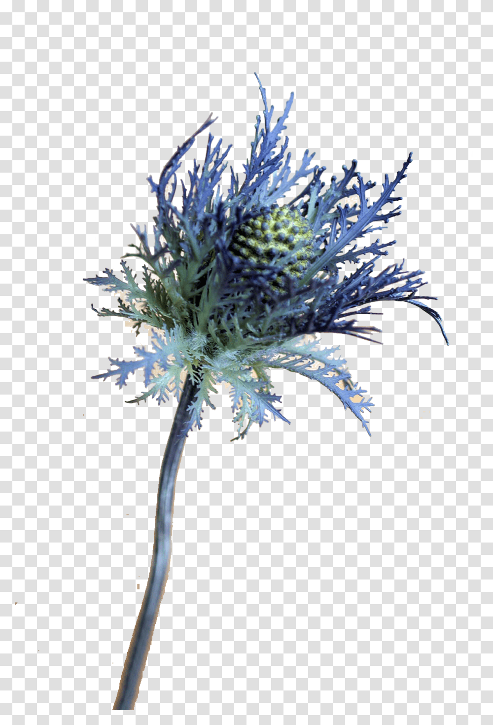 Blue Thistle Flowers Free Download, Plant, Bird, Kale, Cabbage Transparent Png