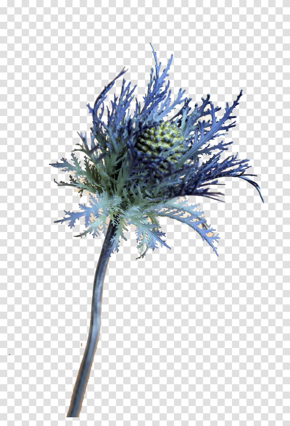 Blue Thistle Flowers Free Download, Plant, Fractal, Pattern, Ornament Transparent Png