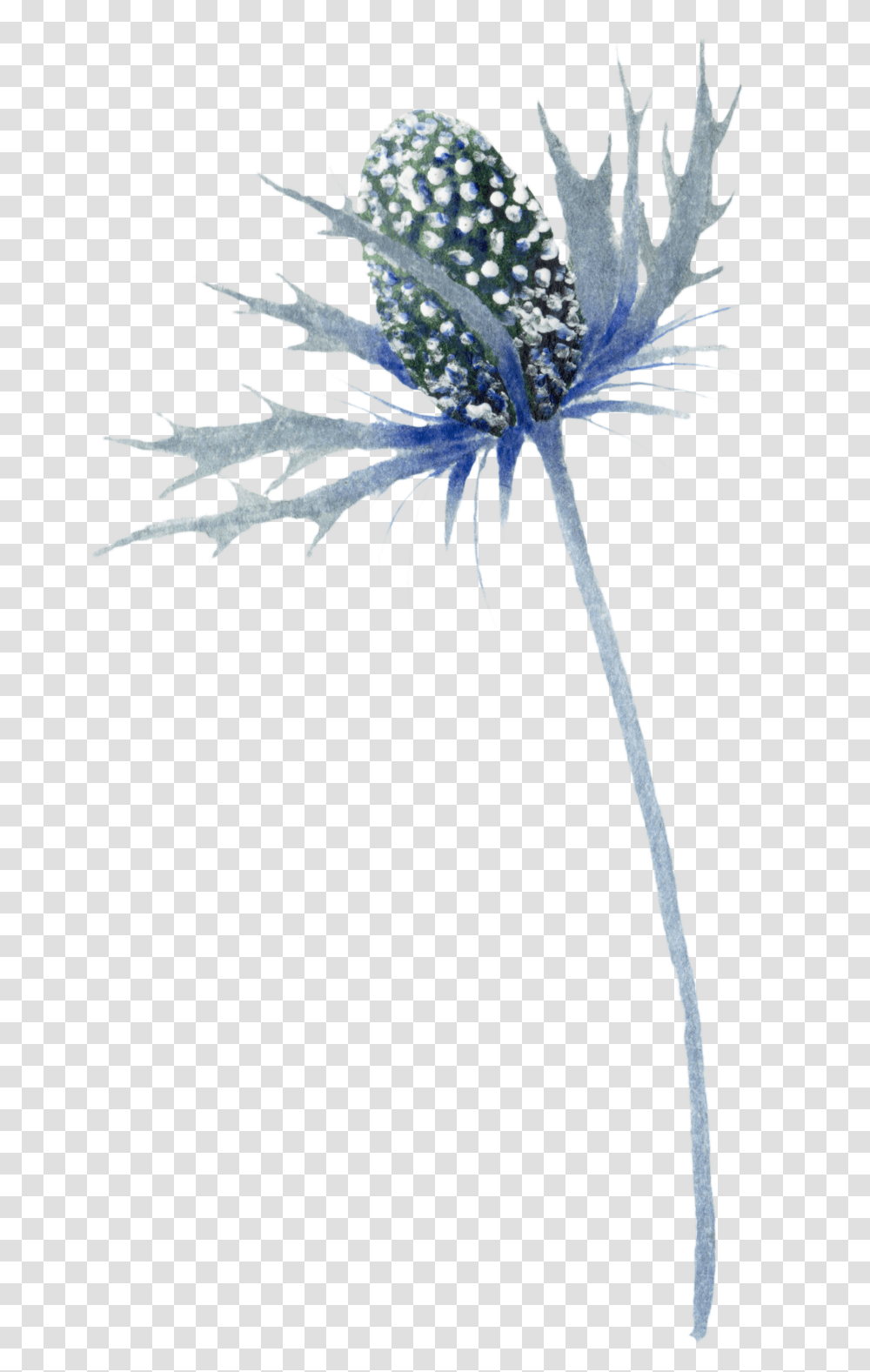 Blue Thistle Flowers Photo, Plant, Bird, Animal, Petal Transparent Png