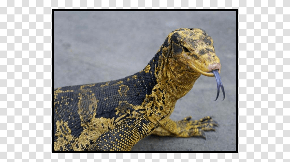 Blue Tongue Monitor Lizard, Reptile, Animal, Iguana, Dragon Transparent Png
