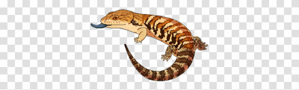 Blue Tongue Skink, Salamander, Amphibian, Wildlife, Animal Transparent Png