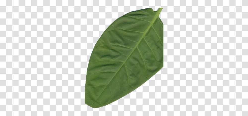Blue Tree Glaucia Leaf Tobacco Full Size Download Mulberry Family, Plant, Tent, Veins Transparent Png