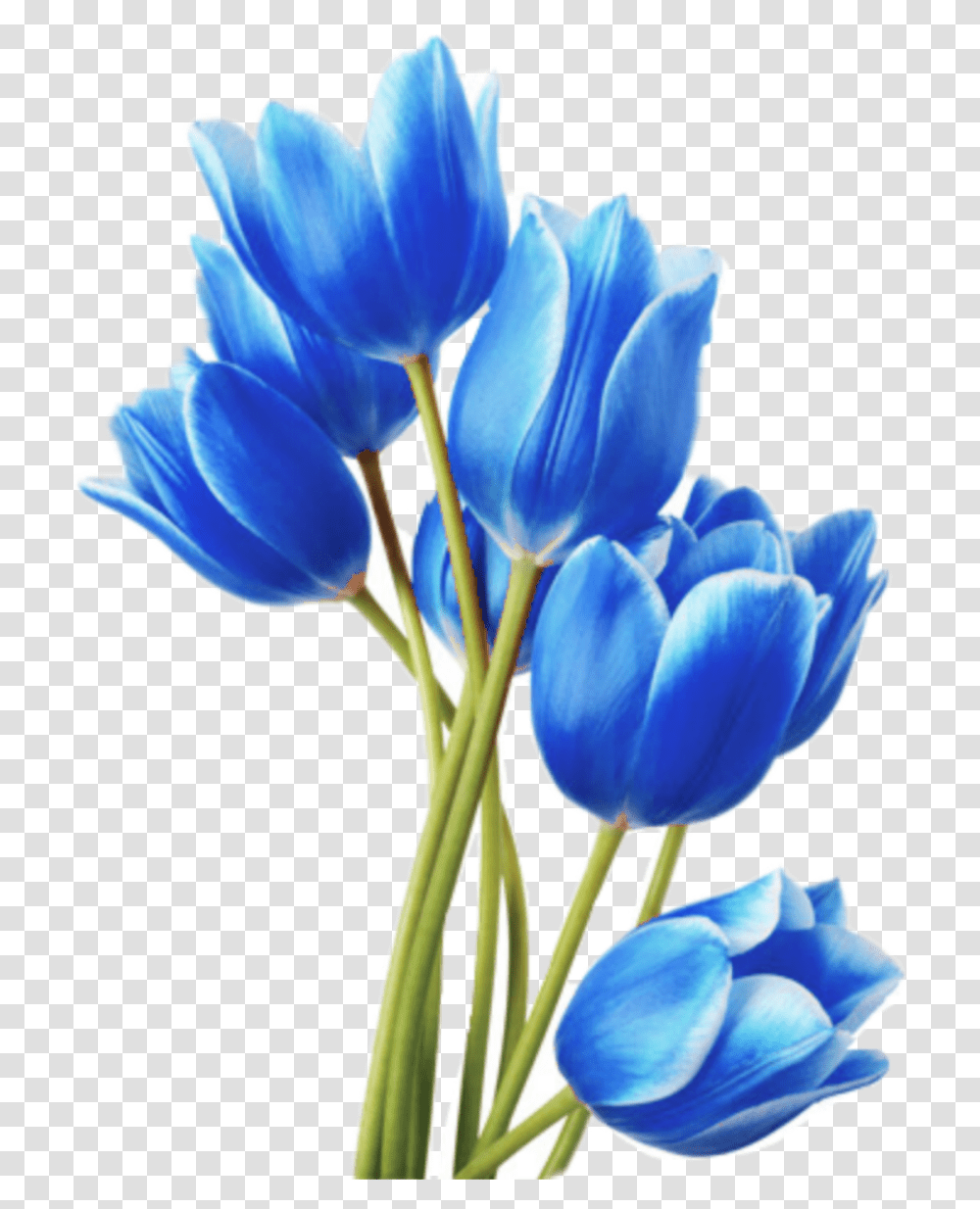 Blue Tulips Sticker By Kristal Brown Hicks, Plant, Flower, Blossom, Crocus Transparent Png