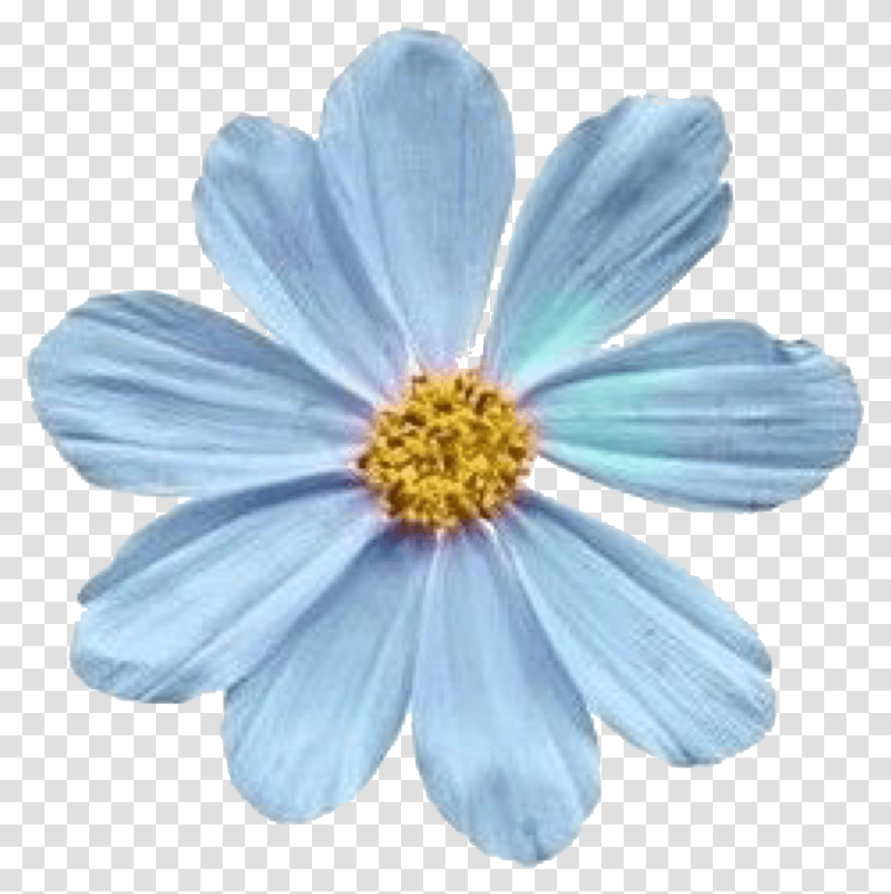 Blue Tumblr Flower, Plant, Anther, Blossom, Pollen Transparent Png