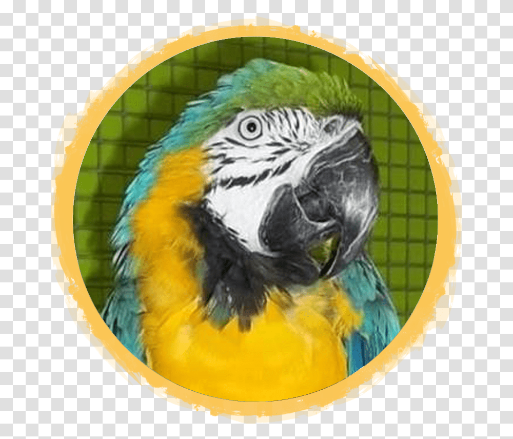 Blue & Gold Macaw African Safari Wildlife Park Port Budgerigar, Animal, Bird, Parrot, Painting Transparent Png