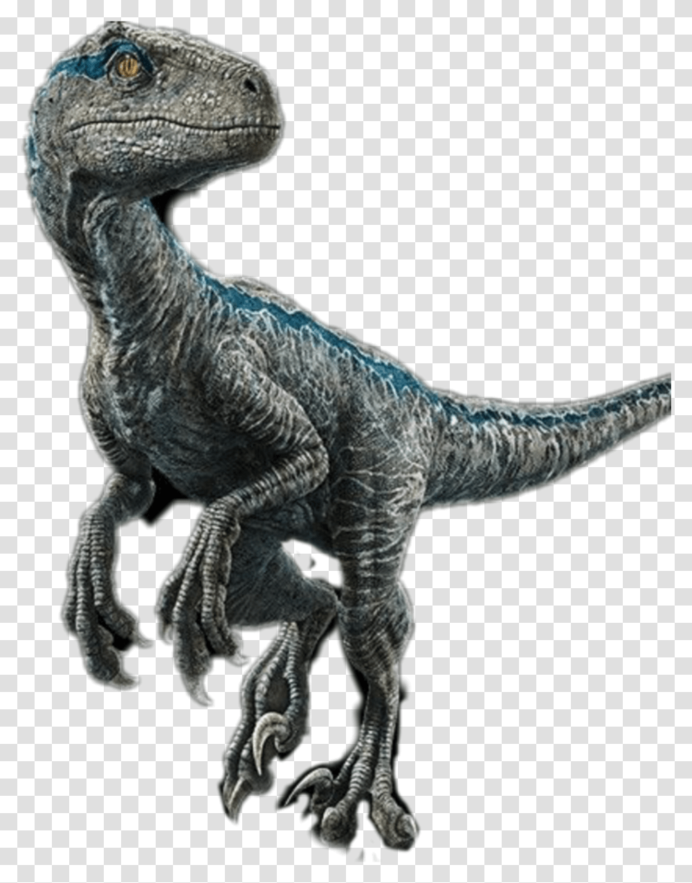 Blue Velociraptor Raptor Jurrasicworld Transparent Png