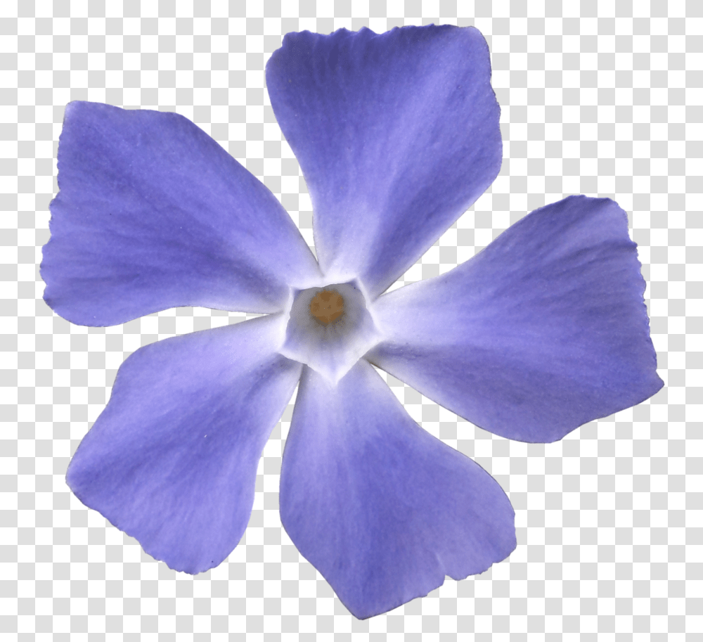 Blue Violet Flower, Plant, Geranium, Blossom, Petal Transparent Png