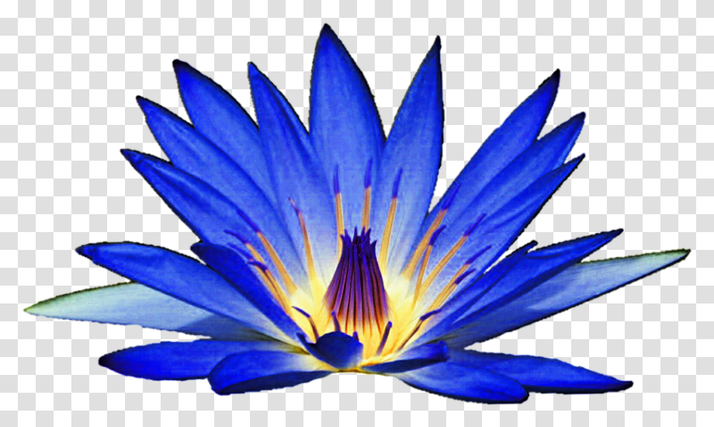 Blue Water Lily Clipart Blue Water Lily Clipart, Plant, Flower, Blossom, Pond Lily Transparent Png