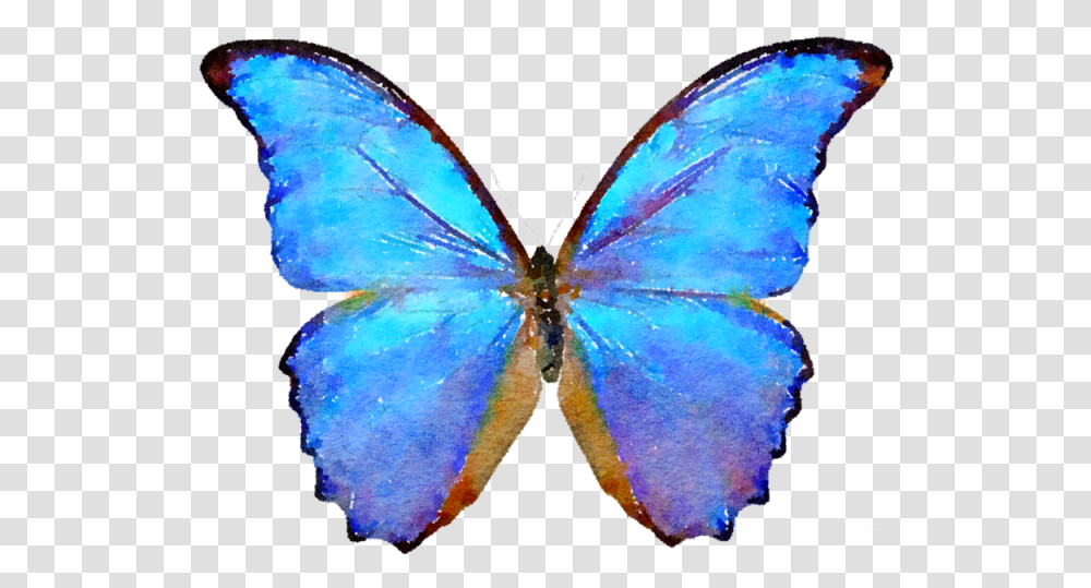 Blue Watercolor And Psd Butterfly, Insect, Invertebrate, Animal, Turtle Transparent Png
