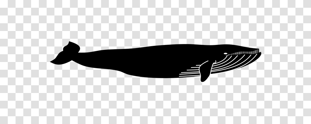 Blue Whale Animals, Logo, Trademark Transparent Png
