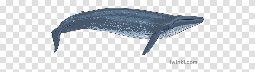 Blue Whale 2 Illustration Gray Whale, Mammal, Animal, Sea Life, Dolphin Transparent Png