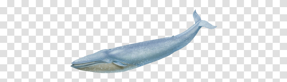 Blue Whale Background Blue Whale Background, Mammal, Sea Life, Animal, Beluga Whale Transparent Png