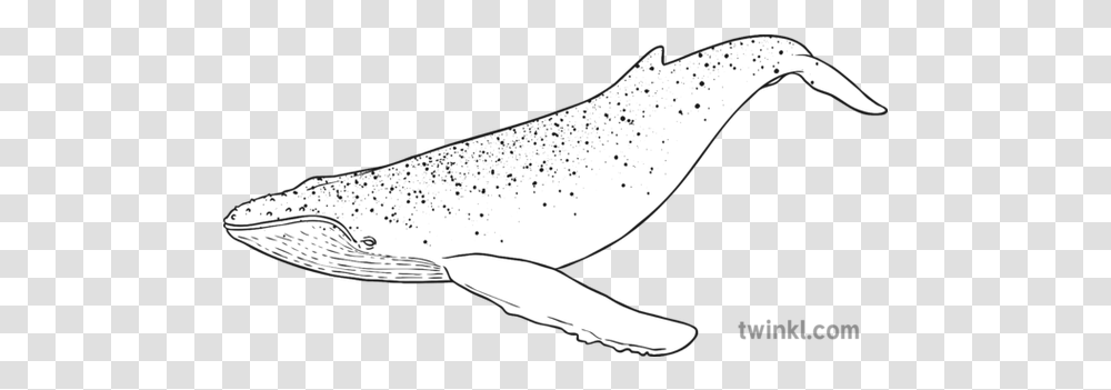 Blue Whale Black And White Illustration Twinkl Whale Illustration Black And White, Mammal, Sea Life Transparent Png