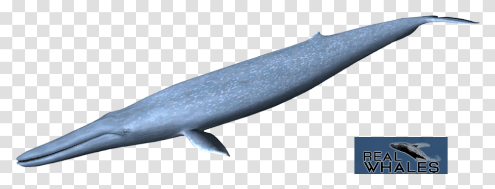 Blue Whale Blue Whale, Animal, Sea Life, Mammal, Fish Transparent Png