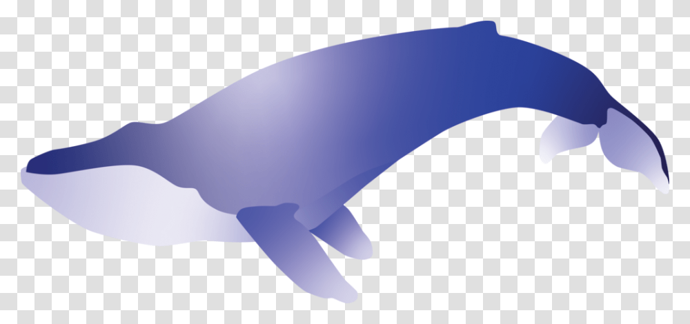 Blue Whale Common Bottlenose Dolphin, Mammal, Animal, Sea Life, Beluga Whale Transparent Png