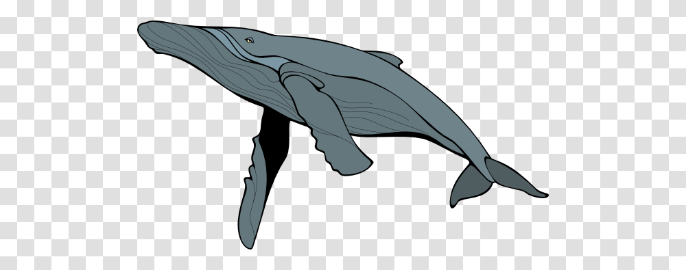 Blue Whale Free Download, Mammal, Sea Life, Animal, Dolphin Transparent Png