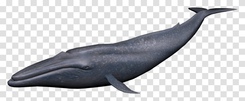 Blue Whale Image Vector Clipart, Animal, Mammal, Sea Life, Amphibian Transparent Png