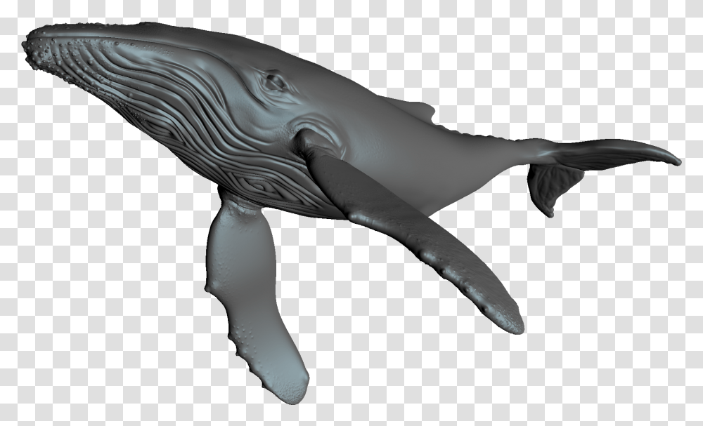 Blue Whale, Mammal, Sea Life, Animal, Bird Transparent Png