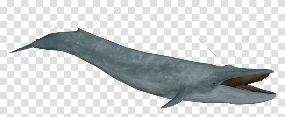 Blue Whale Model Common Bottlenose Dolphin, Mammal, Animal, Sea Life, Shark Transparent Png