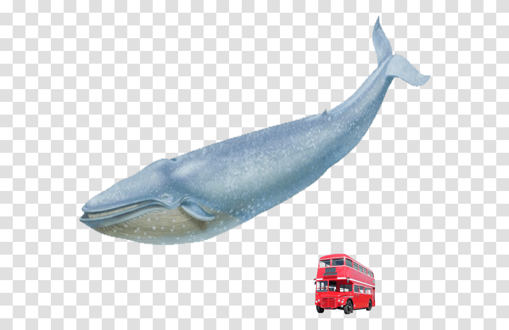 Blue Whale Red London Bus Blue Whale London Bus, Animal, Sea Life, Mammal, Vehicle Transparent Png