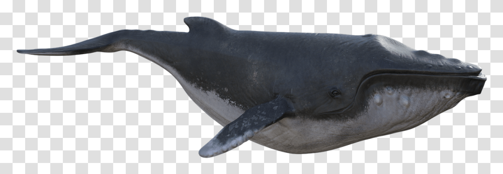 Blue Whale, Sea Life, Animal, Mammal, Shark Transparent Png
