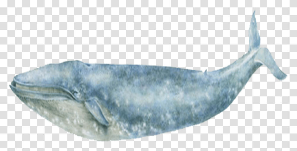 Blue Whale Sea Ocean Blue Whale, Mammal, Sea Life, Animal, Manatee Transparent Png