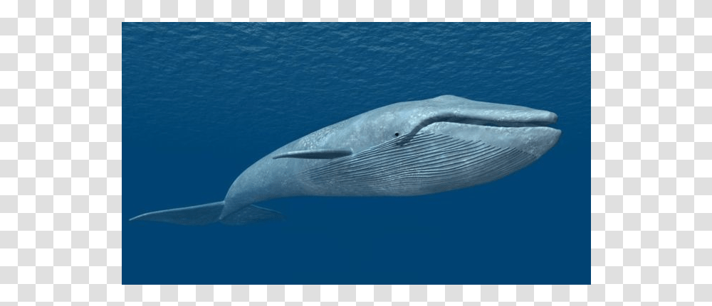 Blue Whale, Shark, Sea Life, Fish, Animal Transparent Png