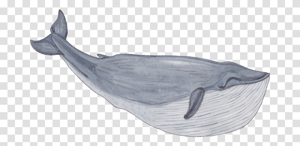 Blue Whale Spirit Of Gold Coast Whale Watching Tours, Animal, Sea Life, Mammal, Bird Transparent Png