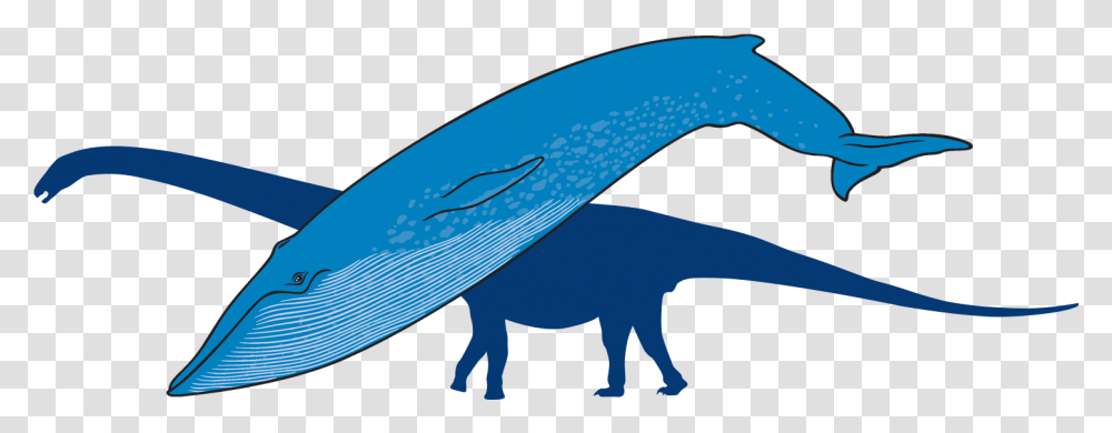 Blue Whale With Outline Of Titanosaur In Background Whale, Dinosaur, Reptile, Animal, T-Rex Transparent Png