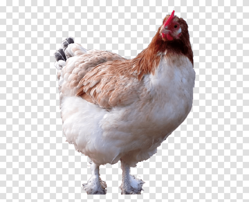 Blue Wheaten Maran Hen, Chicken, Poultry, Fowl, Bird Transparent Png