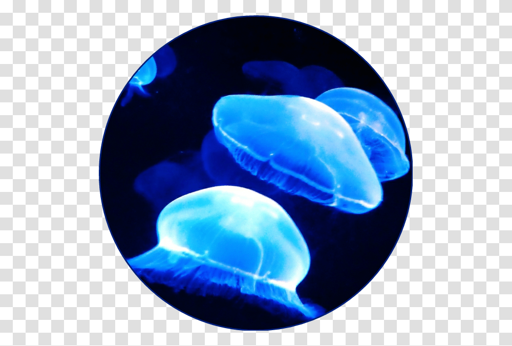Blueaesthetic Aesthetic Blue Jellyfish Ocean Sea Neon Blue Aesthetic, Invertebrate, Sea Life, Animal Transparent Png