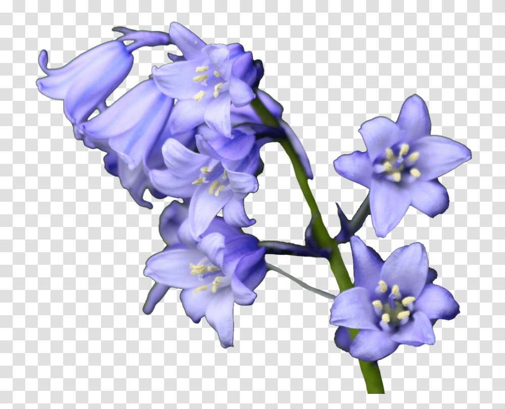 Bluebell Flowers, Plant, Blossom, Iris, Anther Transparent Png