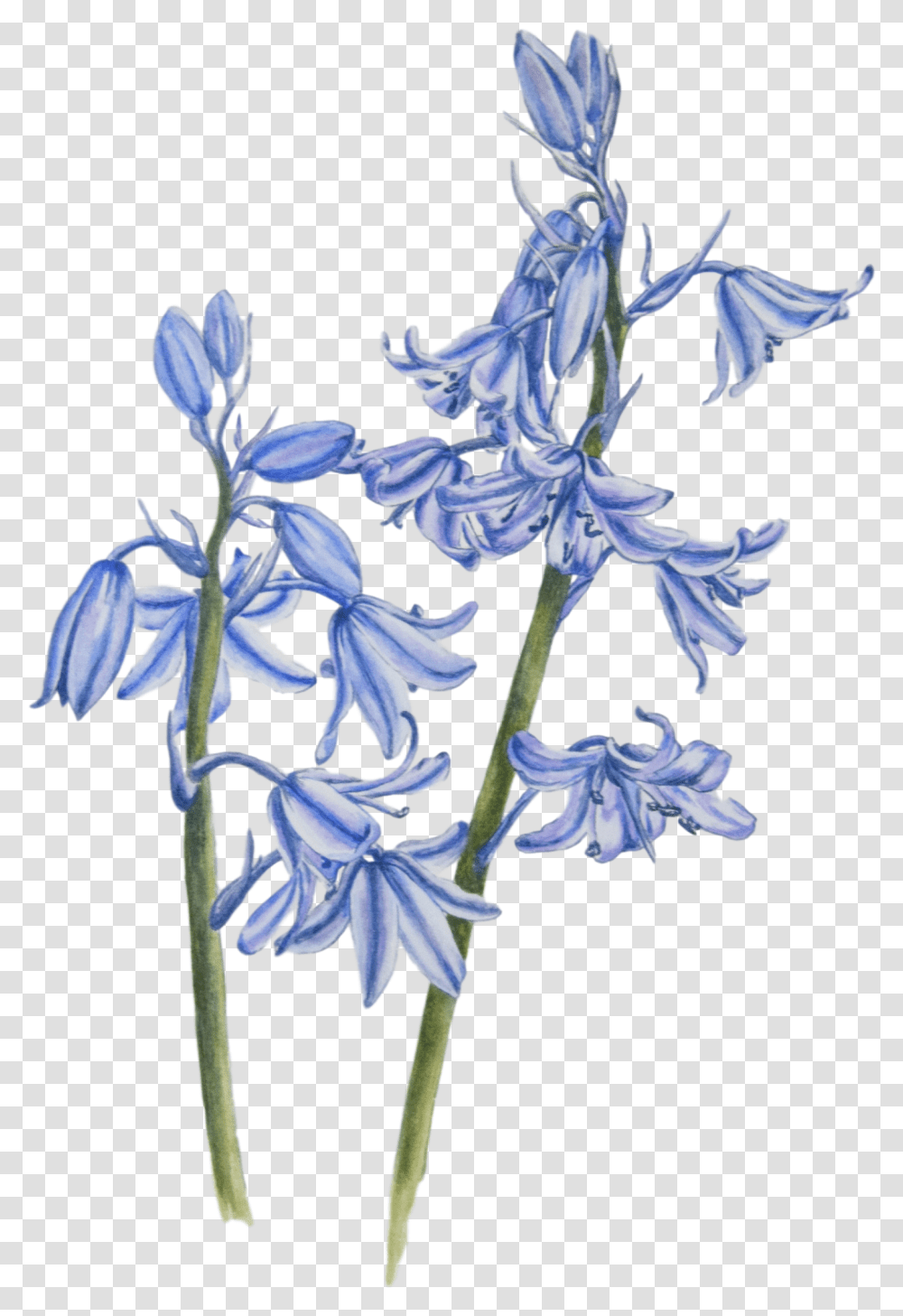 Bluebell Image Background Blue Bell Flower Drawing, Plant, Blossom, Iris, Amaryllidaceae Transparent Png
