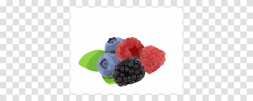 Blueberries Plant, Raspberry, Fruit, Food Transparent Png