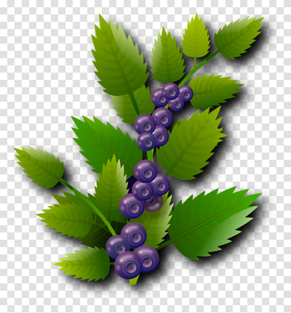 Blueberries Berries Red Fruits Blueberry, Plant, Green, Food, Grapes Transparent Png