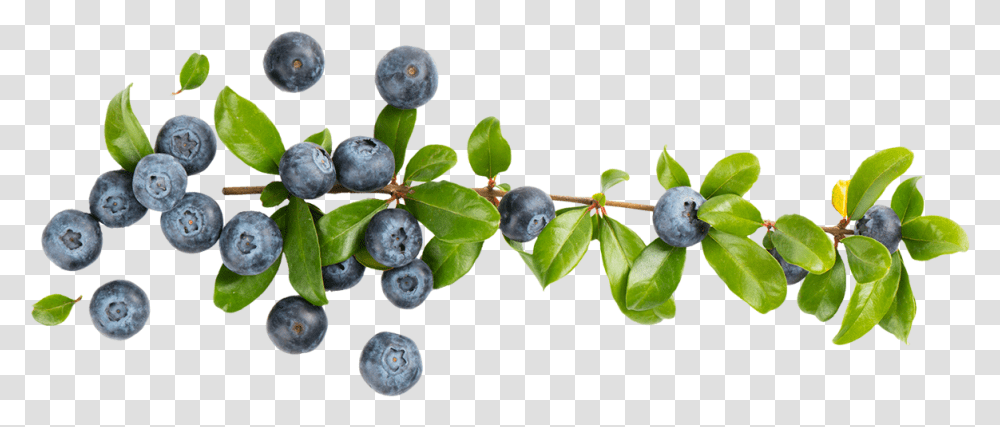 Blueberries Blueberry Branch Cartoon Blueberries, Fruit, Plant, Food Transparent Png