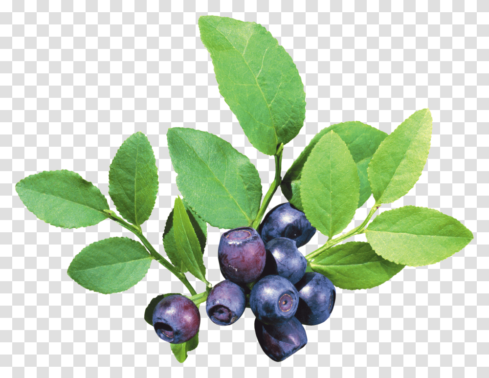 Blueberries Blueberry Bush Transparent Png