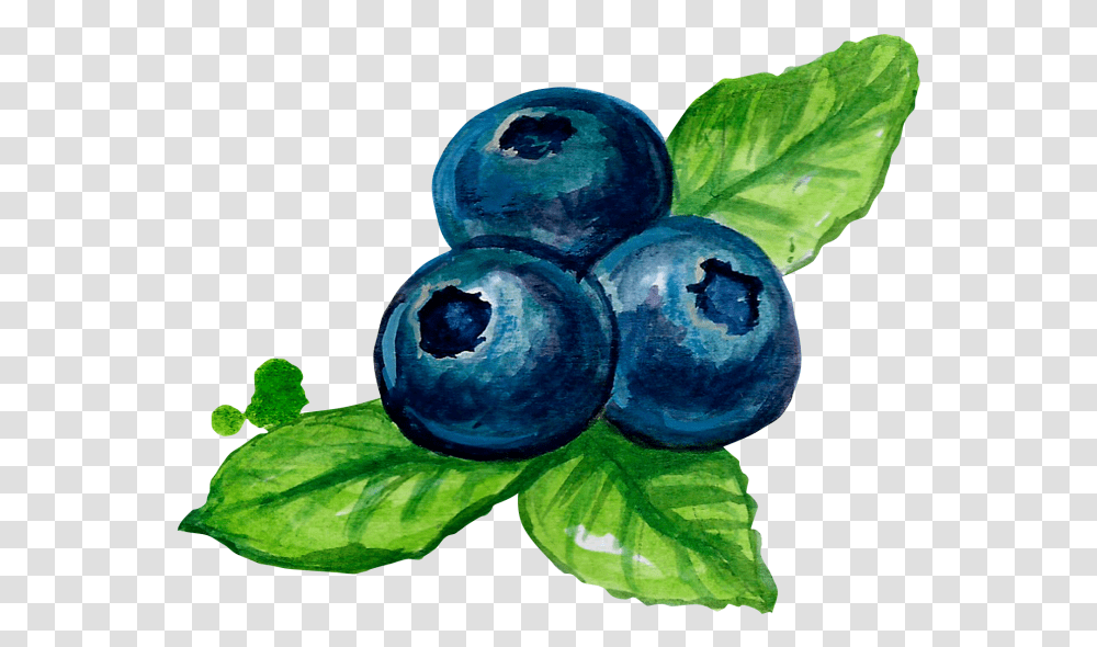 Blueberries Blueberry Illustration Watercolor, Plant, Fruit, Food Transparent Png