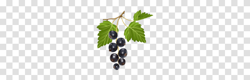 Blueberries Clipart, Plant, Grapes, Fruit, Food Transparent Png