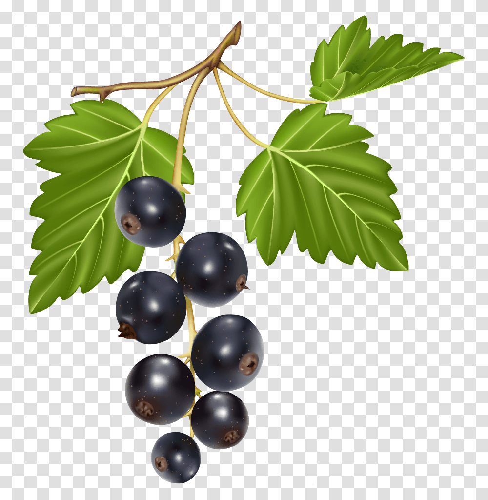 Blueberries Clipart, Plant, Grapes, Fruit, Food Transparent Png