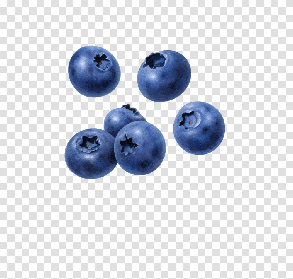 Blueberries, Fruit, Blueberry, Plant, Food Transparent Png