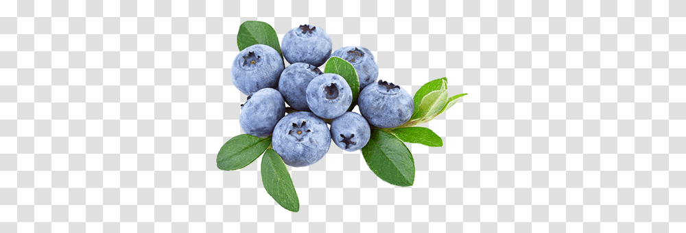 Blueberries, Fruit, Blueberry, Plant, Food Transparent Png