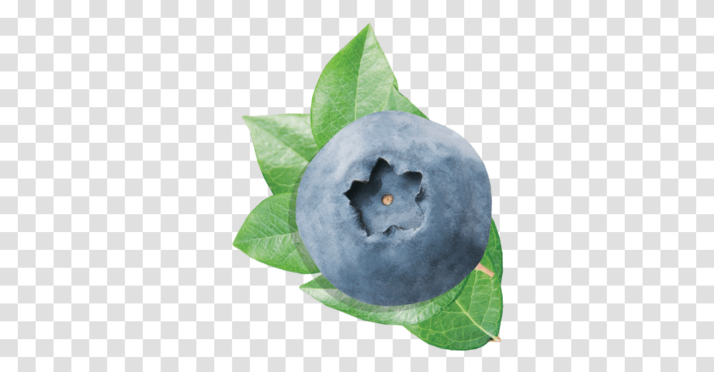 Blueberries, Fruit, Blueberry, Plant, Food Transparent Png