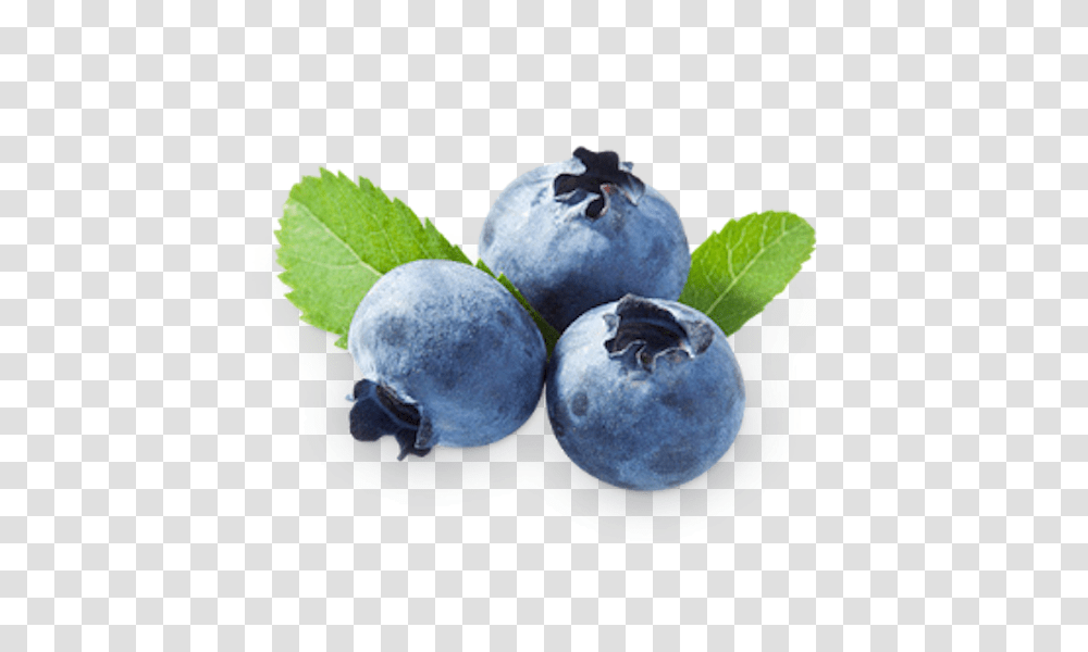 Blueberries, Fruit, Blueberry, Plant, Food Transparent Png