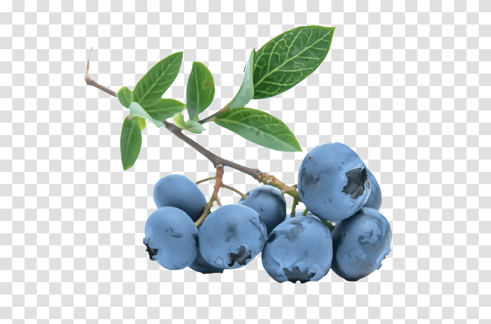 Blueberries, Fruit, Plant, Blueberry, Food Transparent Png