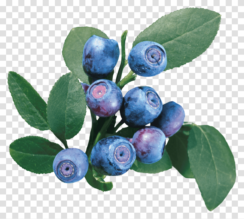 Blueberries, Fruit Transparent Png