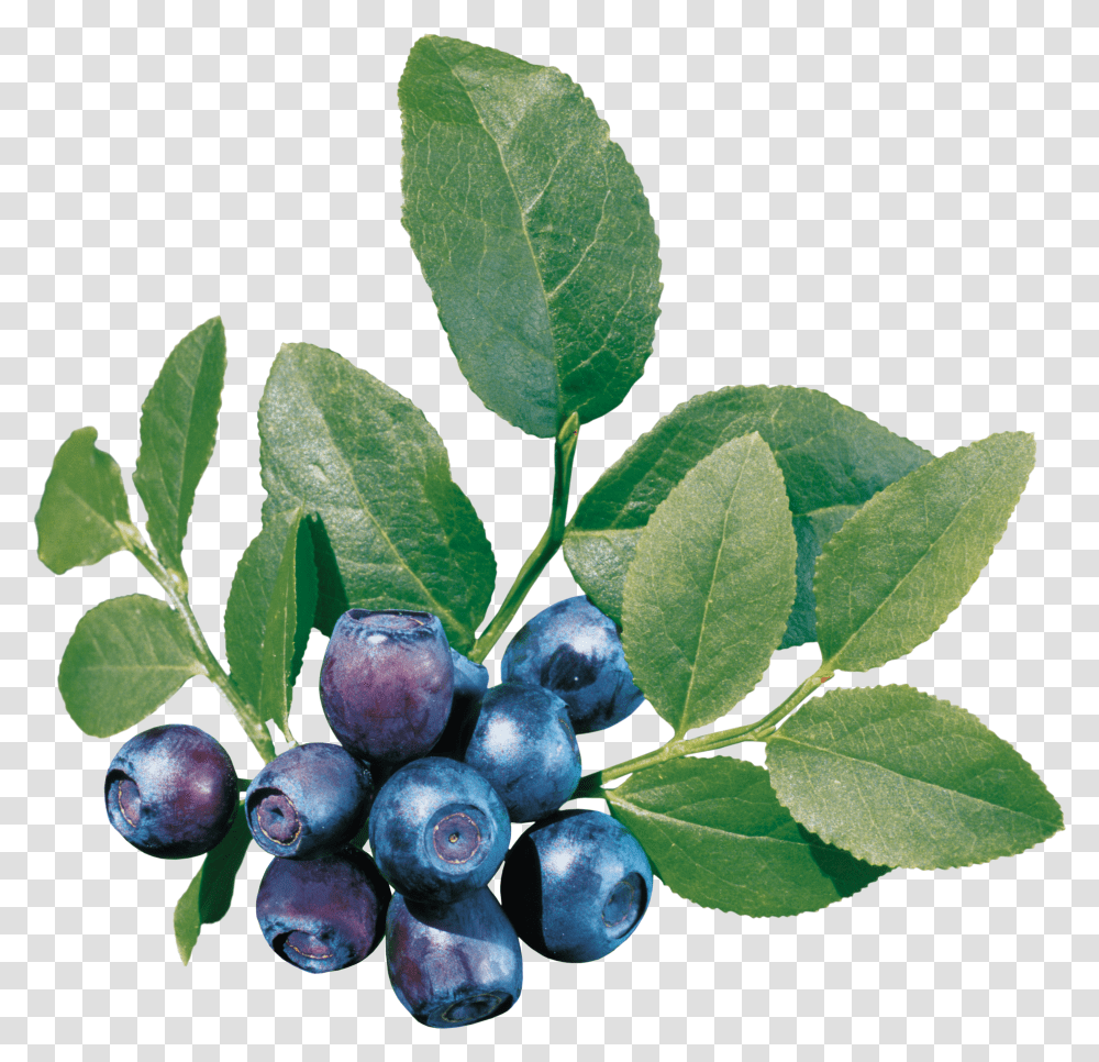 Blueberries, Fruit Transparent Png